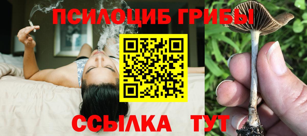 Псилоцибиновые грибы Cubensis Владикавказ